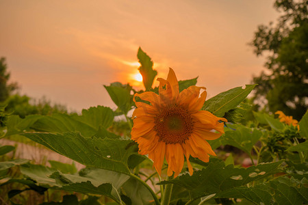 向日葵夕阳摄影图