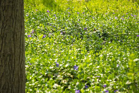 春天绿色草地花朵摄影图