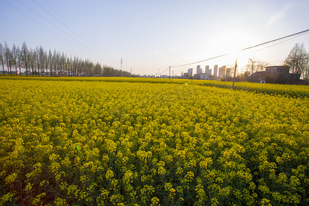 春天油菜花盛开季节摄影图