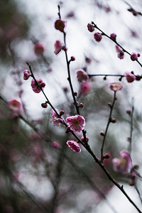 杭州植物园红梅摄影图