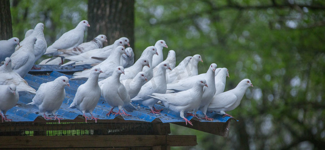 公鸽子叼母鸽子摄影照片_白色鸽子群体摄影图