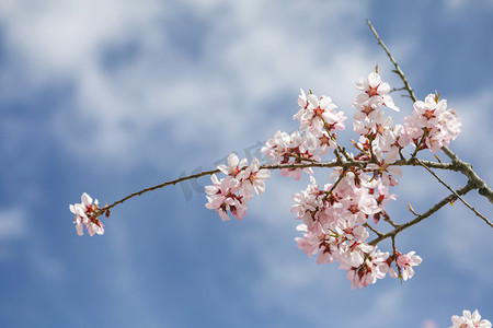 西藏林芝桃花摄影图