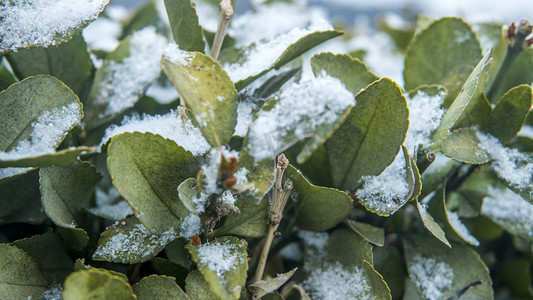 冬天雪后冬青树自然风景摄影图