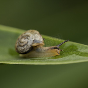 叶子上蜗牛摄影图