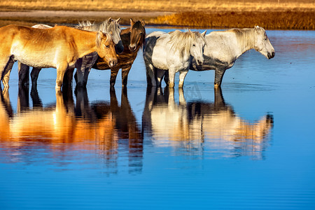 马匹和水面摄影图