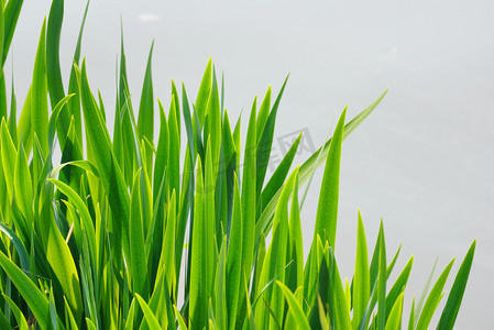 绿色植物绿草摄影图