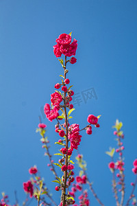 蓝天下碧桃树桃花植物自然风景摄影图