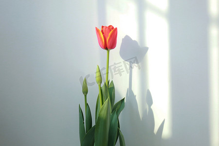 鲜花植物摄影照片_郁金香摄影图
