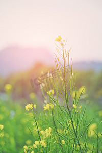 日落小黄花摄影图