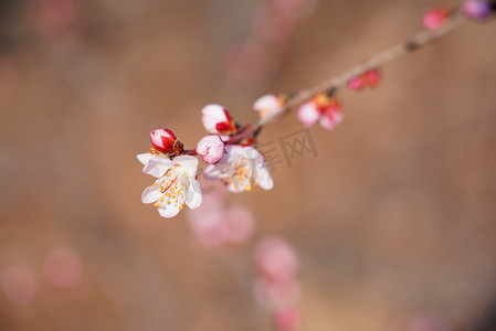 盛开杏花摄影图