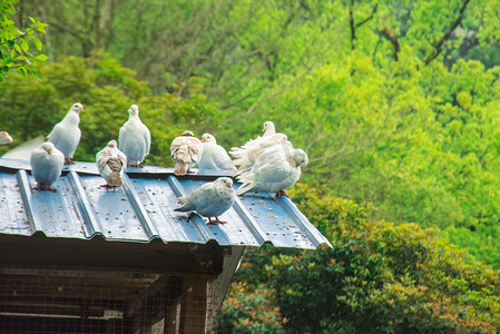 屋顶棚子上白色鸽子摄影图