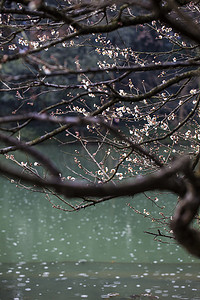 冬季树枝摄影照片_杭州植物园风景白梅树枝摄影图