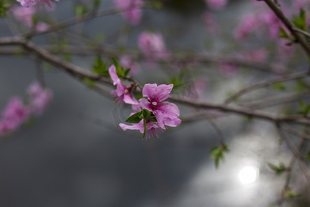 河边桃花盛开摄影图