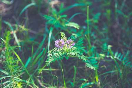 小草丛中紫色小花摄影图