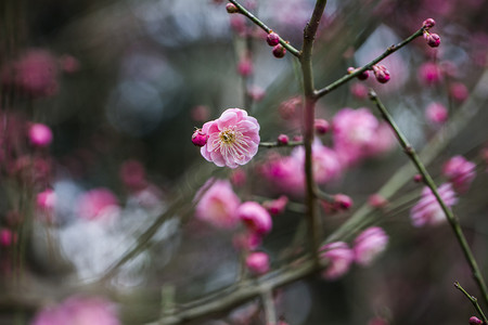 杭州植物园风景红梅盛开摄影图