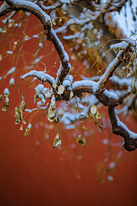 飘舞的雪花摄影照片_冬天故宫雪景枯萎树叶摄影图