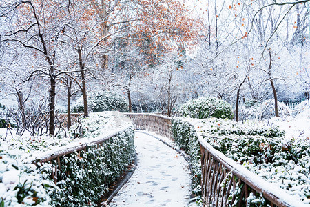 飘舞的雪花摄影照片_雪中花园树木摄影图