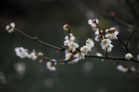 杭州冬天摄影照片_杭州植物园风景白梅特写摄影图