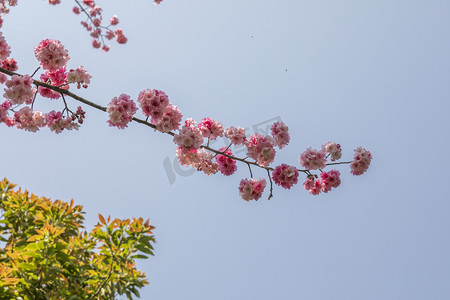 春天桃花盛开花枝摄影图