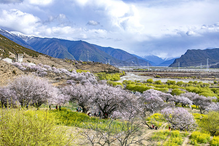 西藏春天摄影照片_西藏林芝桃花谷摄影图