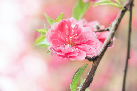 盛开桃花摄影图
