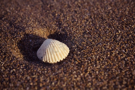 夏天沙滩上阳光照射的白色贝壳