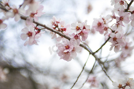 西藏林芝桃花摄影图