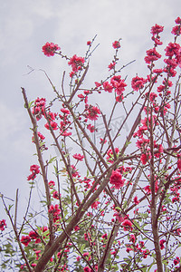 花朵桃花仰拍春天摄影图