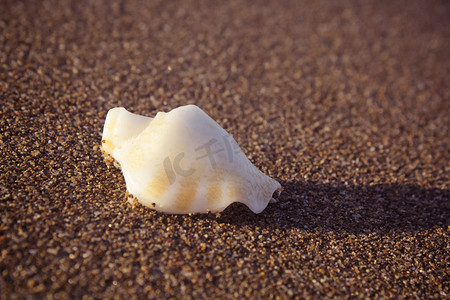 贝壳摄影照片_夏日沙滩上阳光照射的海螺