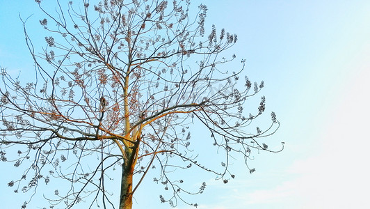 蓝色天空下一棵大树摄影图