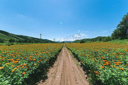 土路摄影照片_土路两边万寿菊花海摄影图