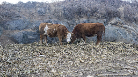 动物世界之吃草黄牛摄影图