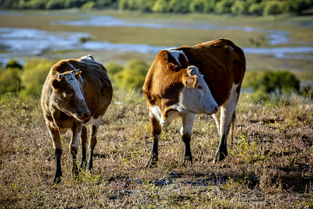 二只牛摄影图