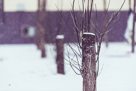 风雪中被砍伐过树根摄影图