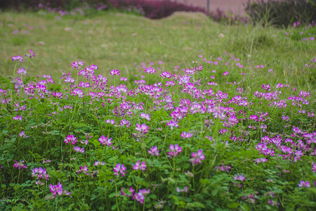 春天粉色清新自然风景摄影图