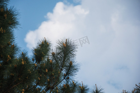 在树下说话的男女摄影照片_蓝天白云下松果树自然风景摄影图