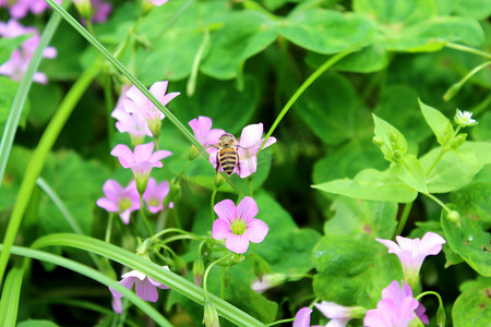 四叶草花上采蜜小蜜蜂摄影图