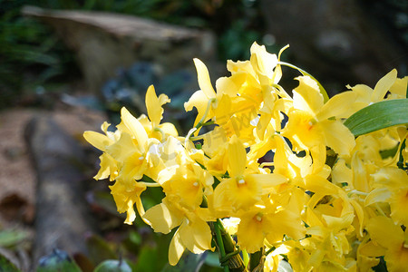 春天温室黄色兰花摄影图