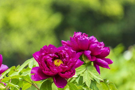 紫红色牡丹摄影图