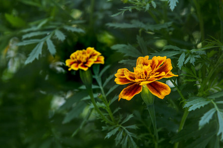初春春天盛开橙黄色花朵摄影图