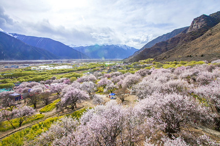 林芝桃花林摄影图