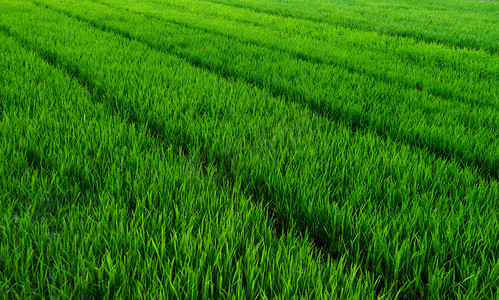 绿色立体春字摄影照片_绿色稻田早稻摄影图