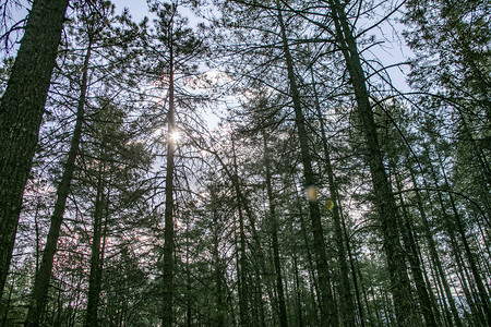 扁平风森林摄影照片_自然风景茂密古树森林摄影图