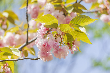 桃花节体摄影照片_粉色樱花植物摄影图