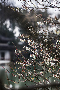 风景城市风景摄影照片_杭州植物园风景白梅盛开摄影图
