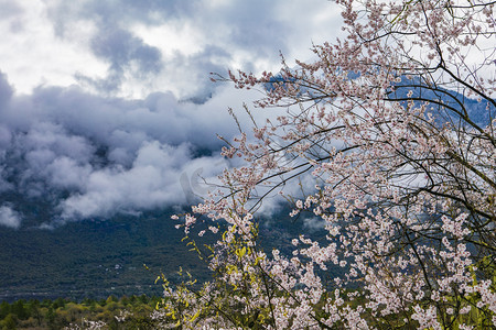 西藏林芝桃花林摄影图