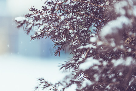 北方大雪下唯美松树摄影图