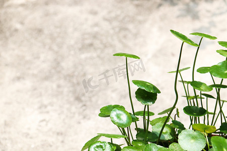 绿色可爱植物特写摄影图