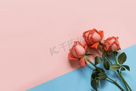 520花卉摄影照片_情人节玫瑰摄影图