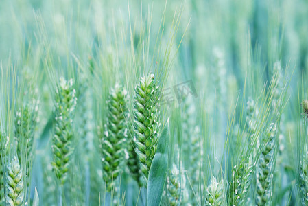 绿色植物麦穗摄影图